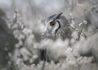 Обои на рабочий стол Сова среди цветов, by Tanja Brandt, обои для рабочего  стола, скачать обои, обои бесплатно