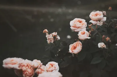 BLOG - wallpaper