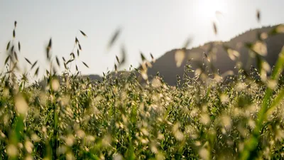 Скачать обои Полет чаек на фоне заката над морем. на рабочий стол из  раздела картинок Моря и Океаны