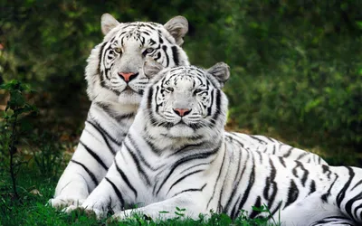 Тигры, тигрицы и тигрята - фото и обои, tigers wallpapers