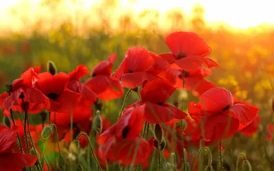 Фон рабочего стола где видно красный мак, поле, полевые цветы, красота, red  poppy, field, wild flowers, beauty