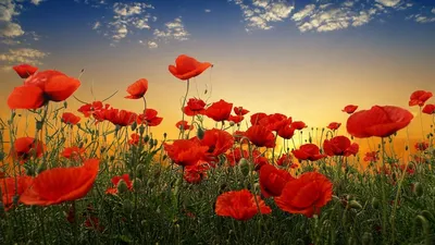 Мак обыкновенный Flower Brisbane Desktop, цветок, растение стебель, цветок,  обои для рабочего стола png | Klipartz