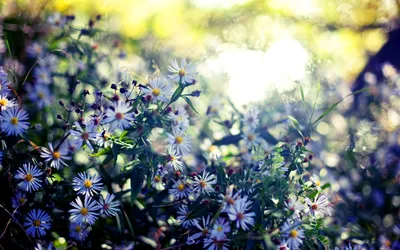 Цветы flowers, nature, wallpaper 597 фото, обои на рабочий стол