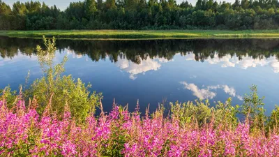 Обои цветы, трава, река, отражение, природа картинки на рабочий стол, фото  скачать бесплатно