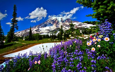 Обои цветы, природа, лепестки, весна, голубые для рабочего стола,  pechenocna flowers HD wallpaper | Pxfuel