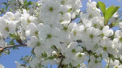Обои деревья, скамейки, цветы, природа картинки на рабочий стол, фото  скачать бесплатно