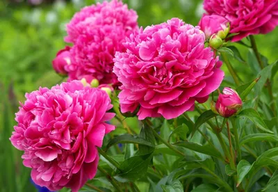 Обои цветы, природа, весна, перелеска, andreas lööf для рабочего стола,  pechenocna flowers HD wallpaper | Pxfuel