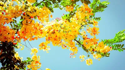 Красивые цветы в лесу - Весна - Природа - Картинки на рабочий стол