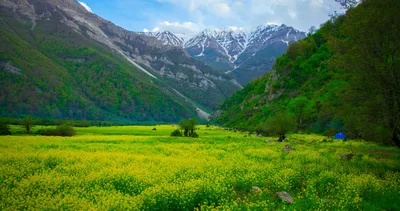 Солнце, Природа, Цветы - картинка на рабочий стол | Скачать ТОП Бесплатно  картинки