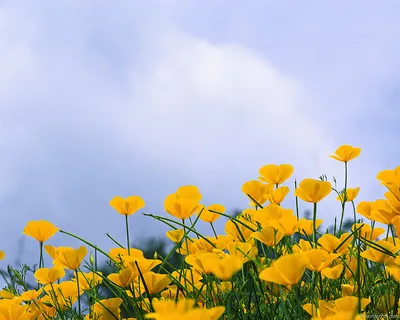 Обои цветы, природа, лепестки, весна, голубые для рабочего стола,  pechenocna flowers HD wallpaper | Pxfuel