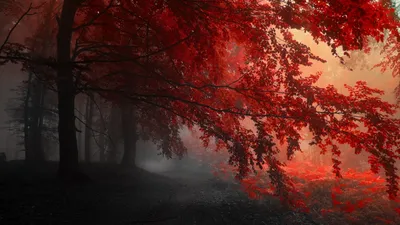 Обои для Wallpaper Engine - живые обои Windows 7, 8, 10