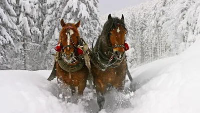 Обои на рабочий стол минимализм в высоком качестве - фото и картинки  abrakadabra.fun