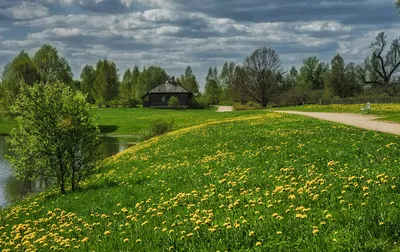 Весенние цветы - Обои для рабочего стола