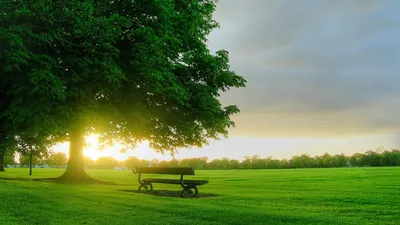 Фон рабочего стола где видно весна, природа, дом, озеро, цветущее дерево,  обои, spring, nature, house, lake, flowering tree, wallpaper
