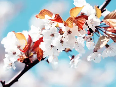 Картинки по запросу скачать обои на рабочий стол весна | Beautiful  wallpaper hd, Beautiful wallpapers backgrounds, Wallpaper backgrounds