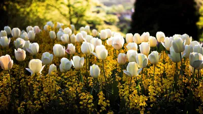 Весенние картинки на рабочий стол - фото и картинки: 74 штук