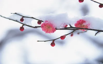 Крокусы. В локонах весны (50 обоев) » Смотри Красивые Обои, Wallpapers,  Красивые обои на рабочий стол