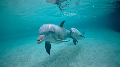 Заставки подводный мир 1366x768 для рабочего стола скачать заставки водный  мир 1366x768 HD