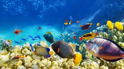 Подводный мир картинки - 69 фото