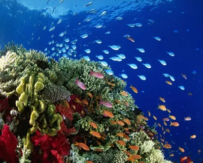 Подводный мир, рыбки в море - обои на рабочий стол