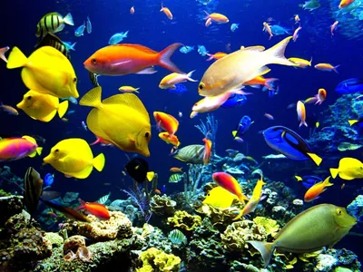Подводный мир красного моря (97 фото) - 97 фото