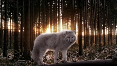 Рисунок живопись зимняя картина, обои зимняя природа, хвойный лес скачать  1280x1024