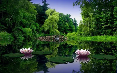 Фон рабочего стола где видно природа, лотос, водоём, штиль, зелень, парк,  осень красивые обои, пейзаж