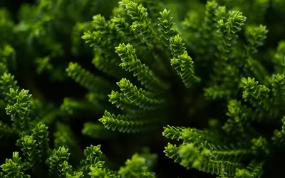 Обои green, зелень, ветки на рабочий стол