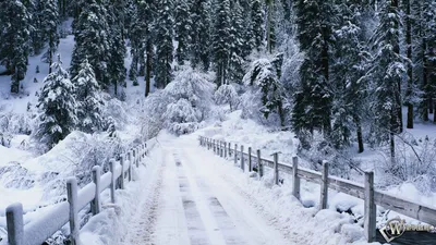 ТЕПЛЫЙ ЗАКАТ В ЛЕСУ - FULL HD ОБОИ ДЛЯ РАБОЧЕГО СТОЛА 1920x1080 | Пикабу