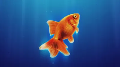 Обои золотая рыбка, блестки, goldfish, sequins для рабочего стола #71216