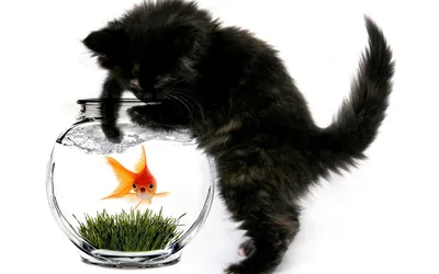 Скачать обои минимализм, доллар, золотая рыбка, светлый фон, gold fish,  раздел минимализм в разрешении 1920x1200