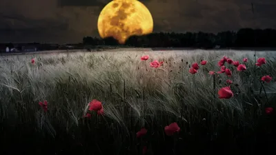Обои для Wallpaper Engine - живые обои Windows 7, 8, 10
