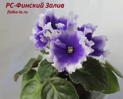 Рукав сетчатый РС — купить по цене от 25 руб./п.м. | ХМНК