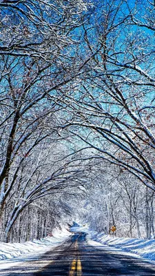 Pictures Christmas Snowflakes Branches Pine cone Holidays 640x960
