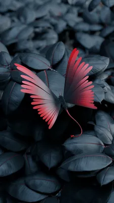 Обои Бабочка, цветы, голубой, Butterfly, flowers, blue, Животные #6026