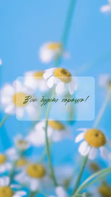 Страница 3 — Бесплатные обои на телефон | Скачайте заставку на телефон |  Canva