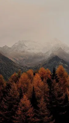 Новые обои на телефон с пони: Санни, Пипп, Хитчем, Иззи и Зипп -  YouLoveIt.ru