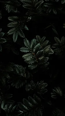 вертикальная фотография картинка весна розовая сакура телефон обои Фон И  картинка для бесплатной загрузки - Pngtree