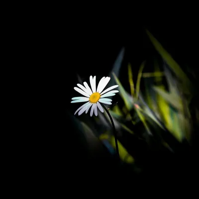 Обои на рабочий стол Голубые цветы на темном фоне, фотограф Rituraj H, обои  для рабочего стола, скачать обои, обои бесплатно