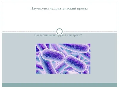 Бактерии В Желудке Человека — стоковая векторная графика и другие  изображения на тему Австралия - Австралазия - Австралия - Австралазия,  Анатомия, Бактерия - iStock