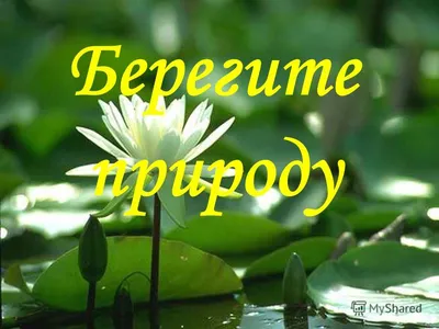 Картинки \"Берегите природу\" с надписями. Скачайте бесплатно!