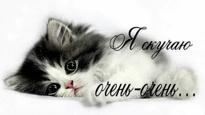 люблю тебя и скучаю на турецком｜Пошук у TikTok