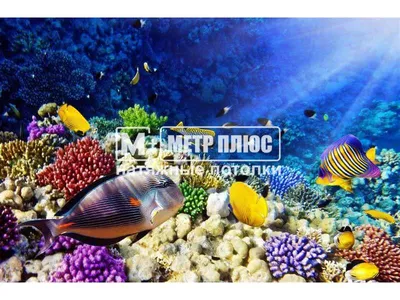 Альбом фотопечати на натяжных потолках с Подводным миром