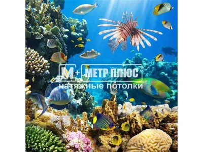 Проведён онлайн-конкурс рисунков на тему :,, Подводный мир\" » КГУ  «Общеобразовательная школа №50 » Управления образования города Алматы