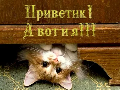 Способ как установить темы без потери времени на magic ui | HONOR CLUB (RU)