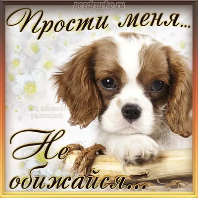 Картинки на тему прости фотографии