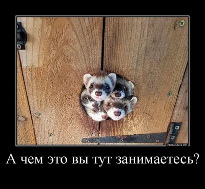 Приколы на тему «Соседи». Видео, фото, текст.