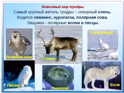 Открытый урок в 4 классе на тему: «Тундра»