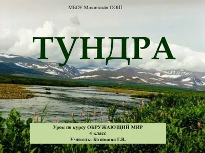 Тундра картинки для детей - 65 фото