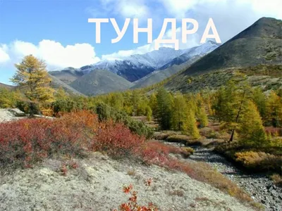 Тундра как родной дом